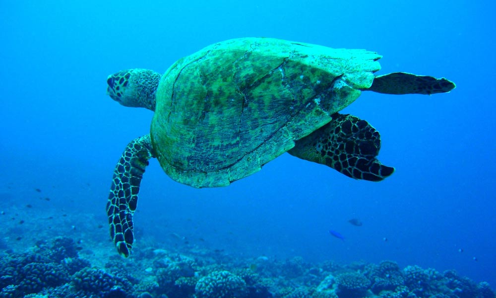 /MOZSIO_Turtle_1000x600_29856.jpg