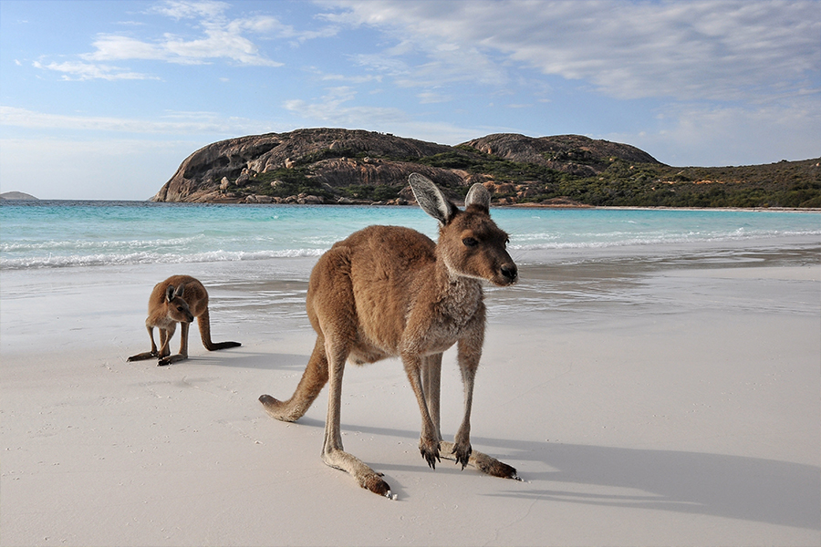 /kangaroo-island.jpg /kangaroo-island.jpg